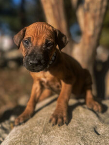 quality ridgeback breeder puppies available texas 2026