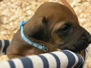 quality ridgeback breeder puppies texas 2026