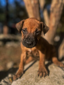 reputable rhodesian ridgeback breeder puppies for sale