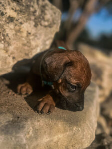reputable rhodesian ridgeback breeder puppies texas