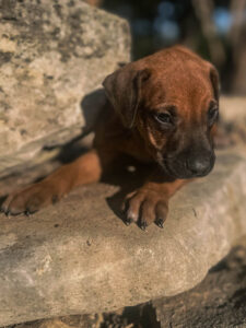 rhodesian puppies available fort worth texas