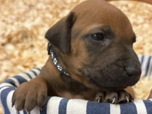 rhodesian puppies available june 2026 texas