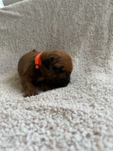 rhodesian puppies available now 2026 texas