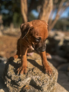 rhodesian ridgeback breeder dallas texas puppies