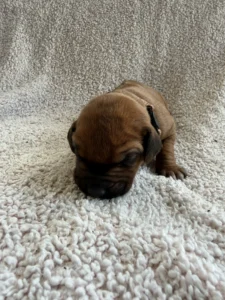 rhodesian ridgeback litter april 2026 texas