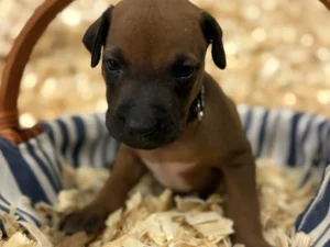 rhodesian ridgeback puppies available april 2026