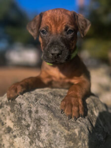 rhodesian ridgeback puppies available for purchase texas