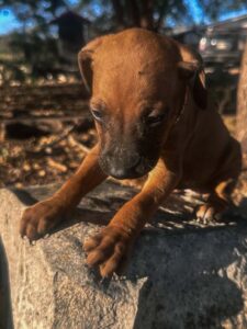 rhodesian ridgeback puppies available for sale 2026