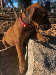 rhodesian ridgeback puppies available now in texas