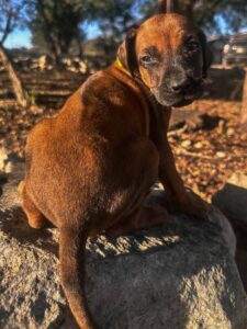 rhodesian ridgeback puppies available now texas