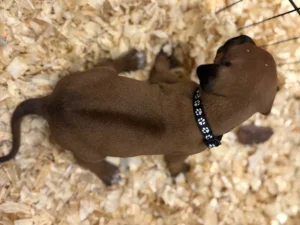 rhodesian ridgeback puppies available texas akc