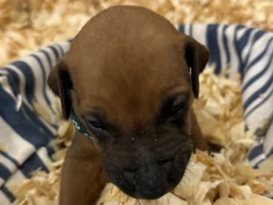 rhodesian ridgeback puppies call now texas