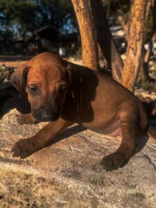 rhodesian ridgeback puppies call now texas breeder