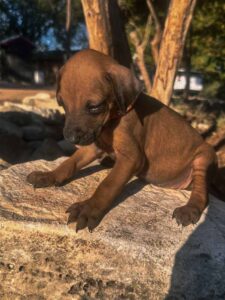 rhodesian ridgeback puppies call today texas breeder