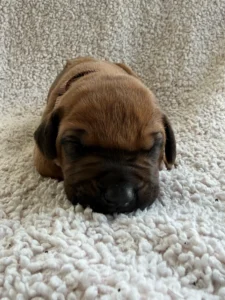 rhodesian ridgeback puppies coming 2027 texas