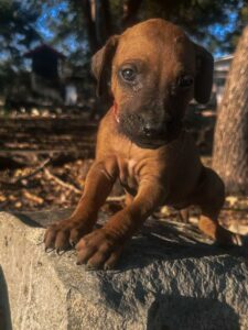 rhodesian ridgeback puppies for adoption texas now