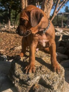 rhodesian ridgeback puppies for sale austin