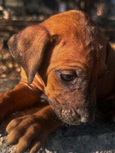 rhodesian ridgeback puppies for sale in texas