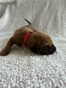 rhodesian-ridgeback-puppies-for-sale-texas-2026