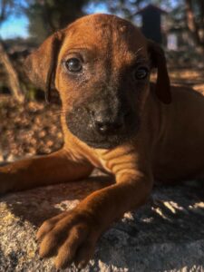 rhodesian-ridgeback-puppies-for-sale-texas-2026