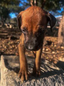 rhodesian ridgeback puppies for sale texas