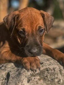 rhodesian ridgeback puppies houston texas 2026