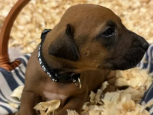 rhodesian ridgeback puppies inquire now texas