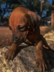 rhodesian ridgeback puppies inquire now texas breeder