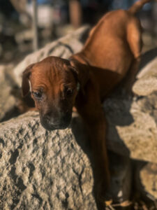 rhodesian ridgeback puppies ready adoption texas