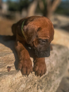 rhodesian ridgeback puppies ready for adoption texas