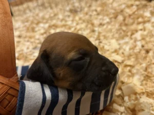 rhodesian ridgeback puppies ready for sale texas