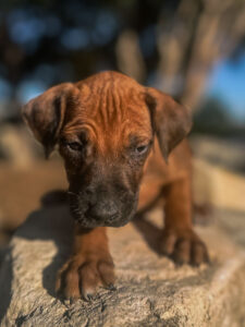 rhodesian ridgeback puppies ready now texas