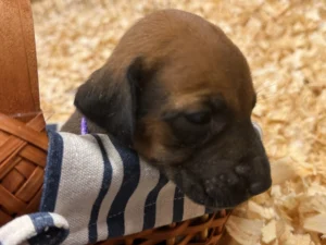 rhodesian ridgeback puppies texas breeder 2026