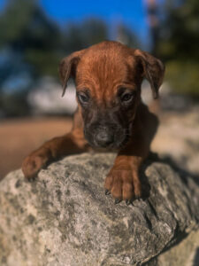 rhodesian ridgeback puppies texas breeder available now