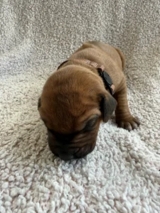 ridgeback litter available now texas puppies