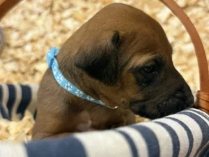 ridgeback litter puppies available now texas