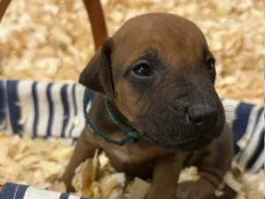 ridgeback litter puppies ready for sale texas