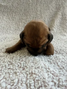 ridgeback puppies available june 2026 texas