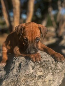 ridgeback puppies available now dallas texas