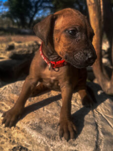 ridgeback puppies available now in texas 2026