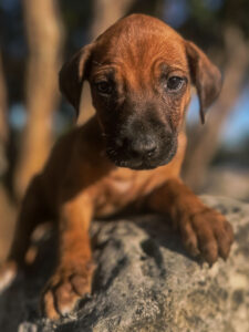 ridgeback puppies available now ready texas