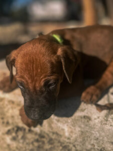 ridgeback puppies available now ready to go