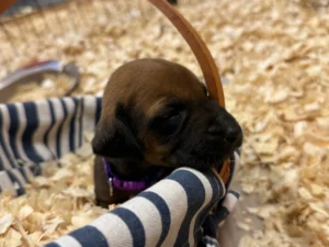 ridgeback puppies available now texas breeder