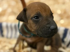 ridgeback puppies book now texas breeder