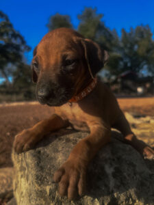 ridgeback puppies book now texas breeder available