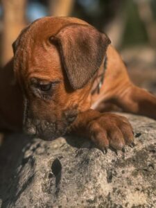 ridgeback puppies for sale san antonio texas