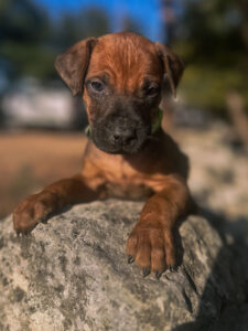 ridgeback puppies ready for new homes texas