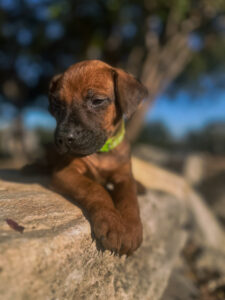 ridgeback puppies ready now texas breeder available