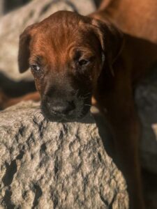 ridgeback puppies ready texas breeder available