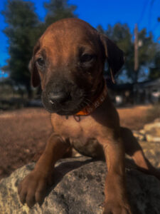 ridgeback puppies reserve now texas breeder available